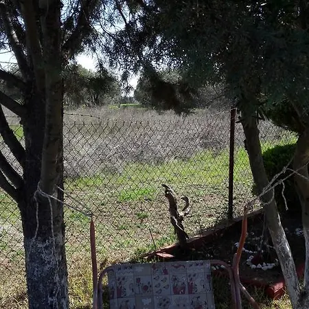 The House Around Trees * Πορταριά
